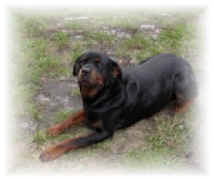 rotti2.jpg (17610 Byte)
