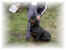 rotti.jpg (21458 Byte)