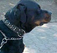 rotti.jpg (26798 Byte)