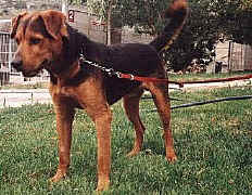 yasmo01.jpg (51840 Byte)