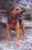 yasmo04.jpg (37840 Byte)
