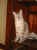 105-0588_IMG.JPG (20780 Byte)