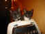 114-1456_IMG.JPG (10545 Byte)