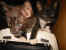 114-1458_IMG.JPG (12396 Byte)