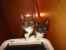 114-1460_IMG.JPG (9456 Byte)