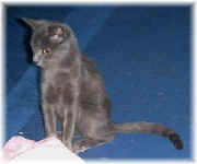 Earl_Grey1.jpg (21473 Byte)