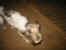 115-1505_IMG.JPG (15448 Byte)