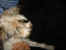 115-1510_IMG.JPG (14018 Byte)