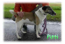 Pitti.JPG (54719 Byte)