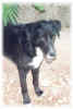 Bess2_small.jpg (5852 Byte)