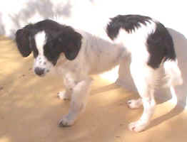 tippy-neu.jpg (29107 Byte)