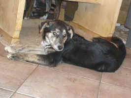 alisha.jpg (45786 Byte)