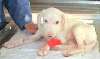 snowie2.jpg (13496 Byte)