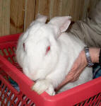 Annabell