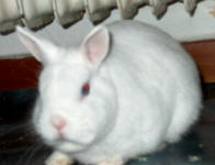 Siegfried