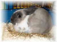 ludwig