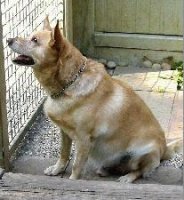peppino