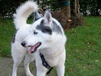 akito